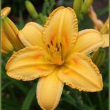 2 Yellow Daylily Plant 4 to 6 Inch Tall, Daylilies Plant Live, Low Maintenance Perennial Flower for Outdoor Growing, Bareroot Plant