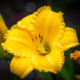 3 Yellow Daylily Bulbs for Planting, Reblooming Daylilies Roots, Hardy Perennial Flowers Bulbs, Gardens and Borders Planting