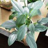 2 Silver Philodendron Live Plant 5-9" Tall, Rare Tropical Indoor Houseplant Home Garden