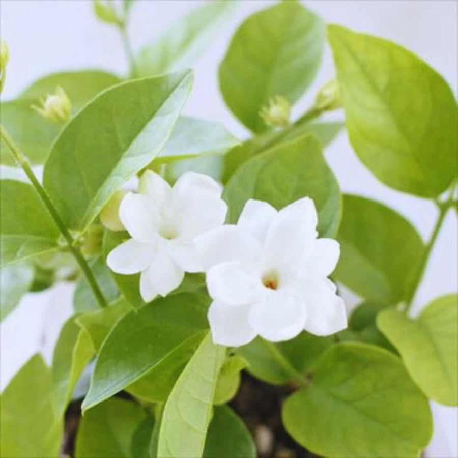 2 Sambac Jasmine Plants, 4 to 6 Inc Long, Maid of Orlean Jasmine Live Plants, Jasmine Well Rooted, White Jasmine Flower Plants Tree Live