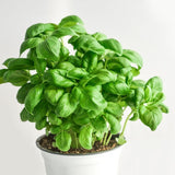 6 Holy Basil Plants Live, Tulsi Basil Perennial Herb, 3-6 Inch Tall Home Garden