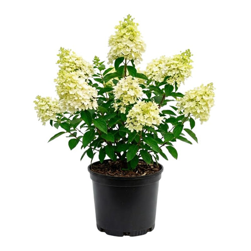 Hydrangea Plant, Hydrangea Tree Live Plant for Planting, 10-12 Inches Tall, White Green Blooms, Hydrangeas for Landscape and Outdoor Garden