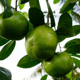 Black Sapote Tree, Chocolate Fruit Plant in 3 Gallon Pot, 2 Ft Tall Grafted, Cold Hardy Sweet Black Fruit Plant