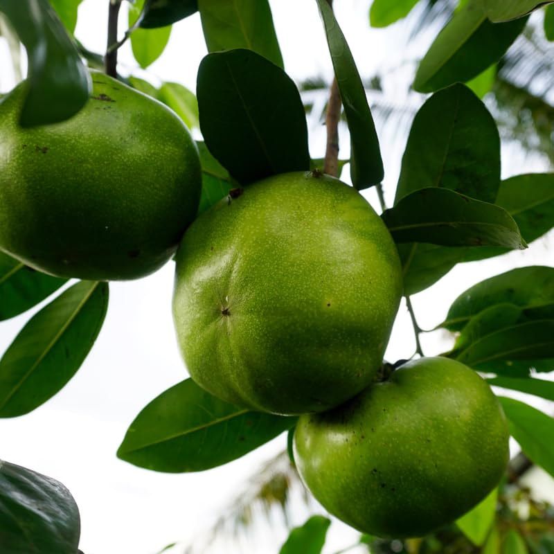 Black Sapote Tree, Chocolate Fruit Plant in 3 Gallon Pot, 2 Ft Tall Grafted, Cold Hardy Sweet Black Fruit Plant