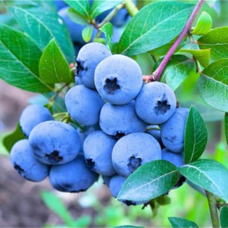Emerald Blueberry Plant Live in 4’’ Pot, High Yield Blueberries Bush Shrub, Sweet Flavor, Ideal for Home Gardens, Patio Containers