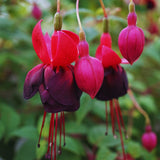 Black Fuchsia Plants Live Hanging Basket, Live Fuchsia Plant Pot, 5 Inches Pot, Hardy Colorful Flower