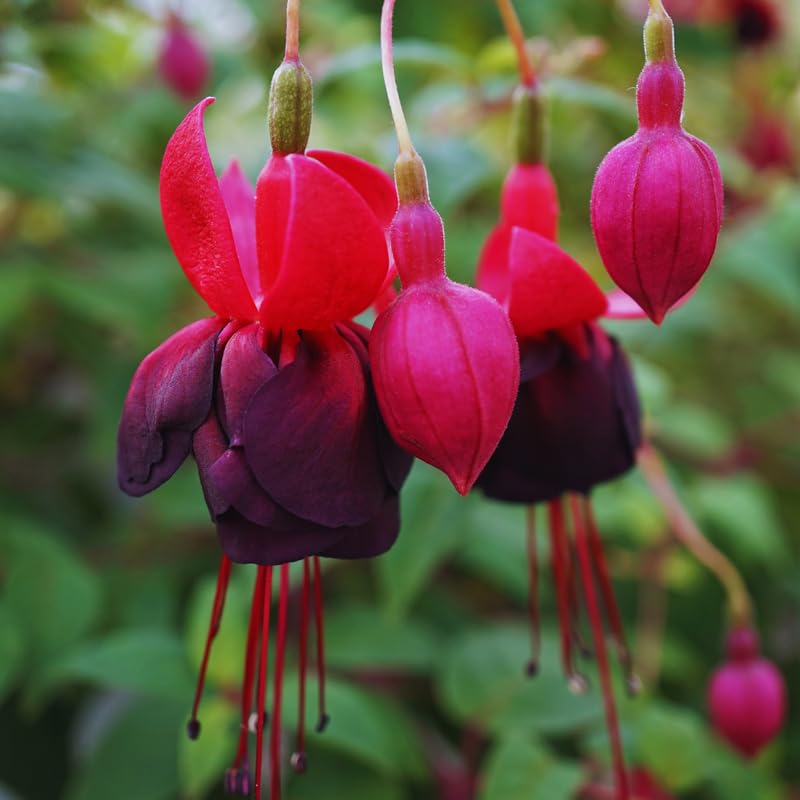 Black Fuchsia Plants Live Hanging Basket, Live Fuchsia Plant Pot, 5 Inches Pot, Hardy Colorful Flower