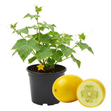 2 Cucumber Plants Live for Planting, Lemon Cucumber Live Plant in 4 Inches Pot, Well Rooted from 6 to 8 Inches Tall for Vegetable Garden, Cucumbers Starter Plant