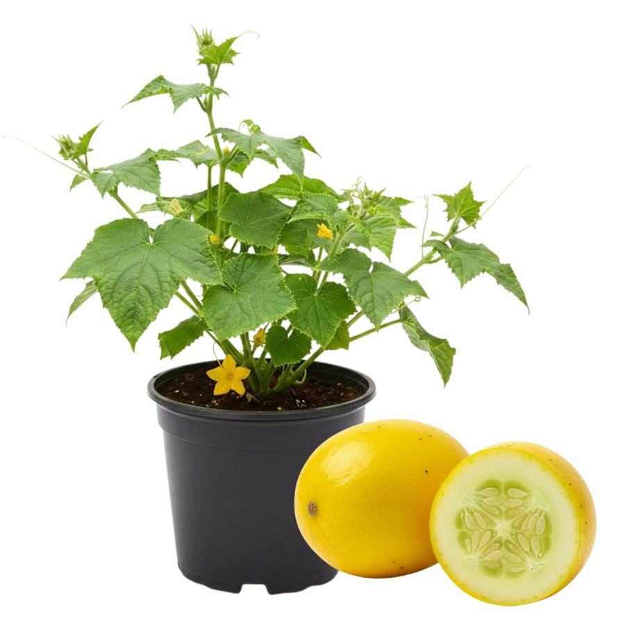 2 Cucumber Plants Live for Planting, Lemon Cucumber Live Plant in 4 Inches Pot, Well Rooted from 6 to 8 Inches Tall for Vegetable Garden, Cucumbers Starter Plant