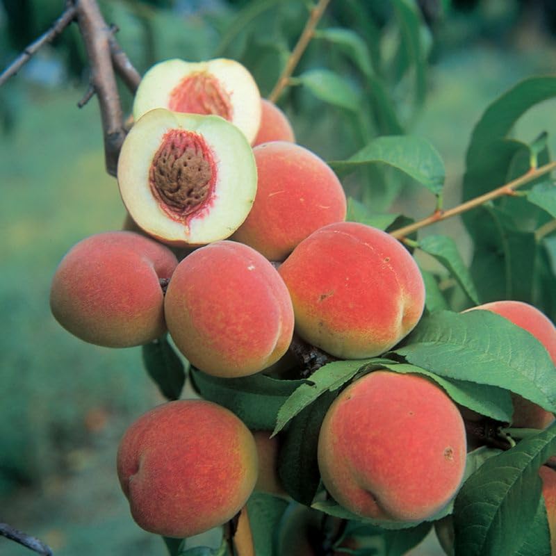 Sweet Red Peach Tree Seedling Live Plant, 6 to 12 Inches in Tall for Growing, Peachs Fruit Trees Cold Hardy, Plant Outdoor, No CA