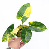 2 Rare Philodendron Live Plants Varieties Collection, Philodendrons Plants Size 5-9 Inc for Indoor Houseplant Décor, Ornamental Tropical Well-Rooted (Variegated Vining Philodendron Plants)