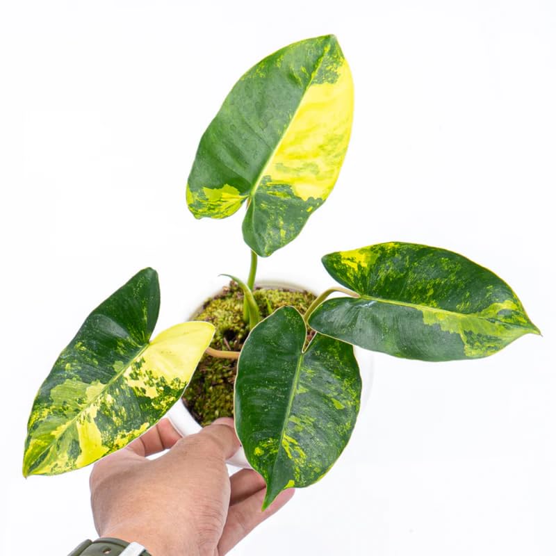 2 Rare Philodendron Live Plants Varieties Collection, Philodendrons Plants Size 5-9 Inc for Indoor Houseplant Décor, Ornamental Tropical Well-Rooted (Variegated Vining Philodendron Plants)