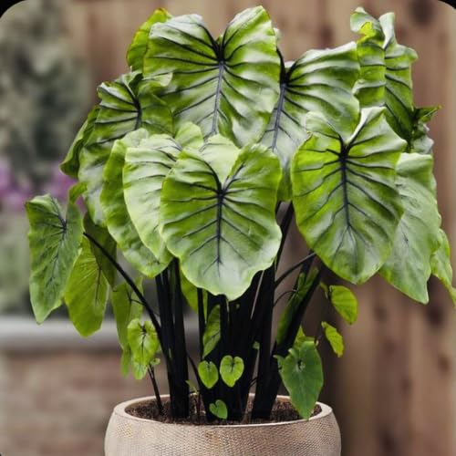 Bright Green Black Colocasia Plants, 3-6" Elephant Ear Esculenta Taro Alocasia Live Plant for Outdoor Planting, Alocasia Plants Bare Root, No Pot, Live Colocasia Houseplant