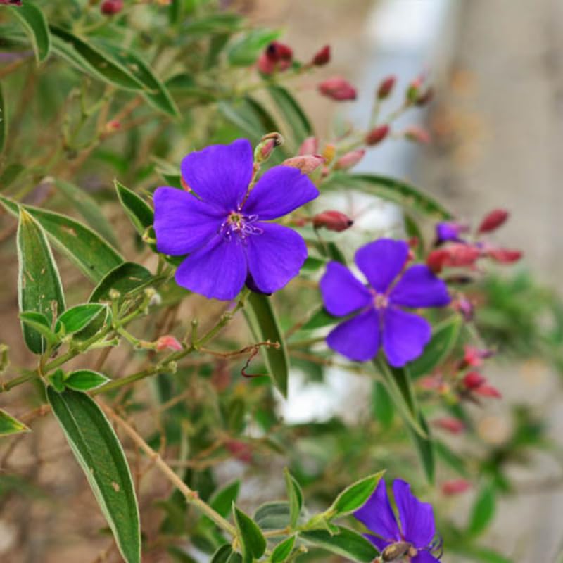 Lot 4 Blue Tibouchina Plants Live for Planting 5 to 8 Inch Tall, Fragrant Tibouchina Bush Live Plants