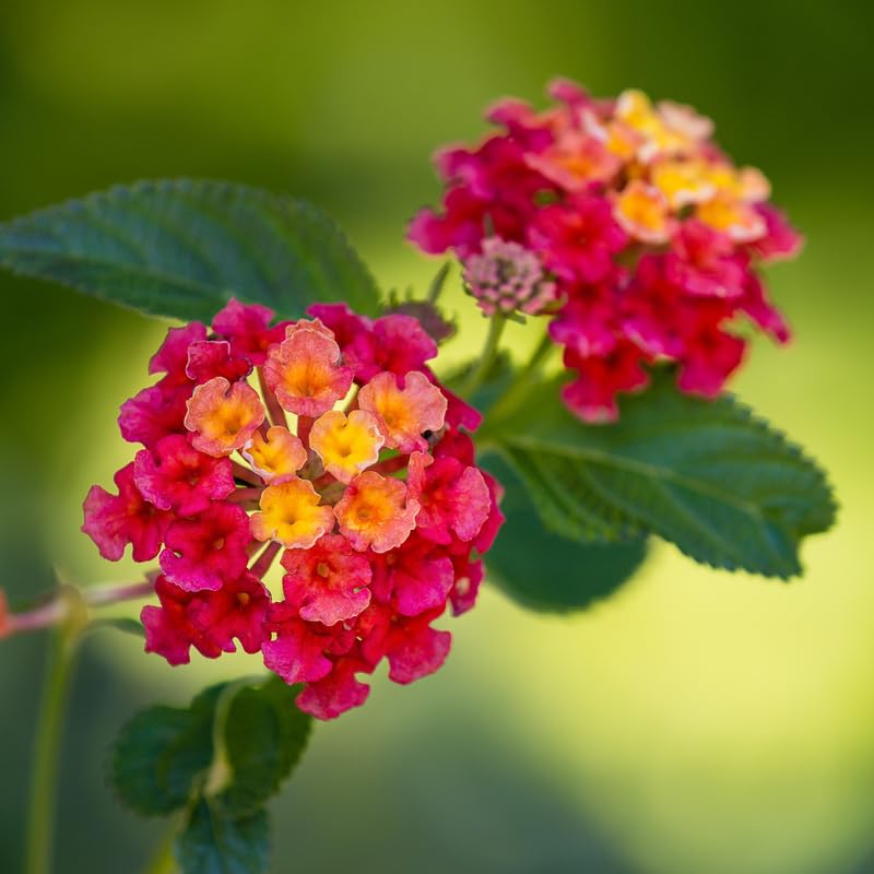 2 Lantana Plants Live, Perennial Live Flowering Lantana, Container Growing 4-9 Inch Tall - Rose