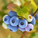 2 Blueberry Plant Live 1 Year Old, Sweet Blueberry Bush Live Plant, Blueberry Tree Live, Blueberries Shrub (Earliblue Blueberry Plants)