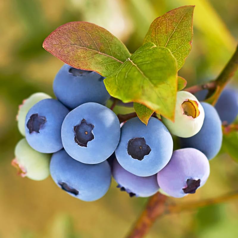2 Blueberry Plant Live 1 Year Old, Sweet Blueberry Bush Live Plant, Blueberry Tree Live, Blueberries Shrub (Earliblue Blueberry Plants)