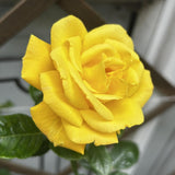 Miniature Rose Plant, Live 3.5” Potted Rose, Compact, Colorful Flowering Rose Bush for Indoor Outdoor Gardens (Yellow)