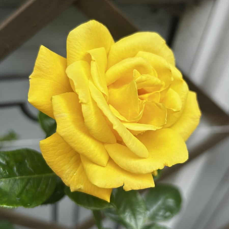 Miniature Rose Plant, Live 3.5” Potted Rose, Compact, Colorful Flowering Rose Bush for Indoor Outdoor Gardens (Yellow)
