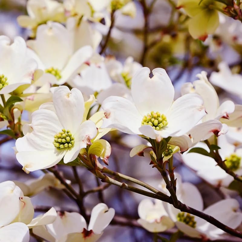 White Dogwood Tree Live Plant for Planting Outdoor, 6-13 Inch Tall, Dogwood Live Plant Dogwood Bush, Dogwood Plant Live, in Pot