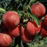 2 Plum Trees Live Plants for Planting Cold Hardy, 1'-2' Live Plum Tree, Fruit Tree for Outdoor Garden Planting