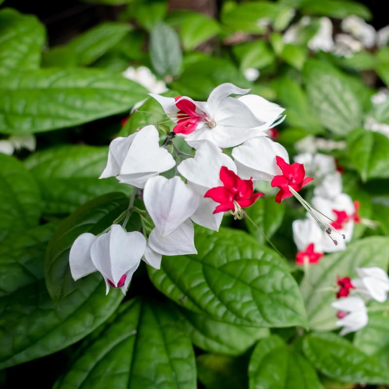 2 Bleeding Heart Vine 5-9 Inc Height, Clerodendrum Bleeding Heart Plants Live for Planting, Well-Rooted Plants, No Pot (Mix Bleeding Heart)