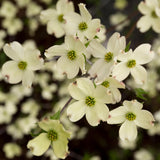 White Dogwood Tree Live Plant in Quart Pot, Flowering Dogwood Tree for Outdoor Garden, Ornamental Tree for Landscape, Yard or Garden Planting