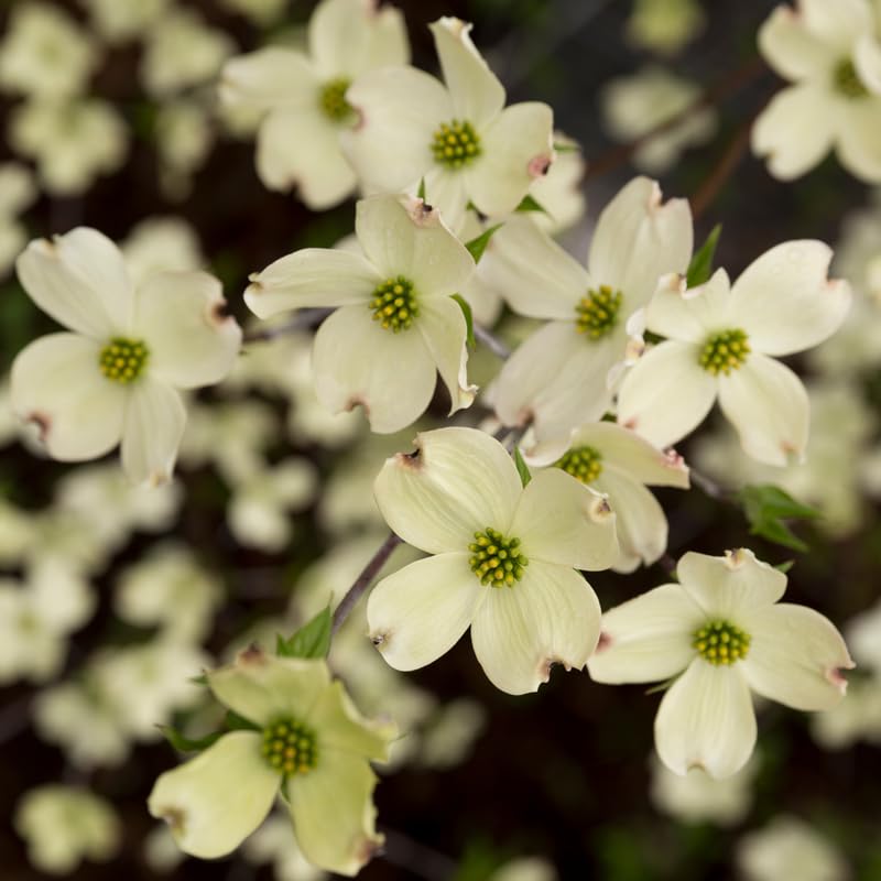 White Dogwood Tree Live Plant in Quart Pot, Flowering Dogwood Tree for Outdoor Garden, Ornamental Tree for Landscape, Yard or Garden Planting
