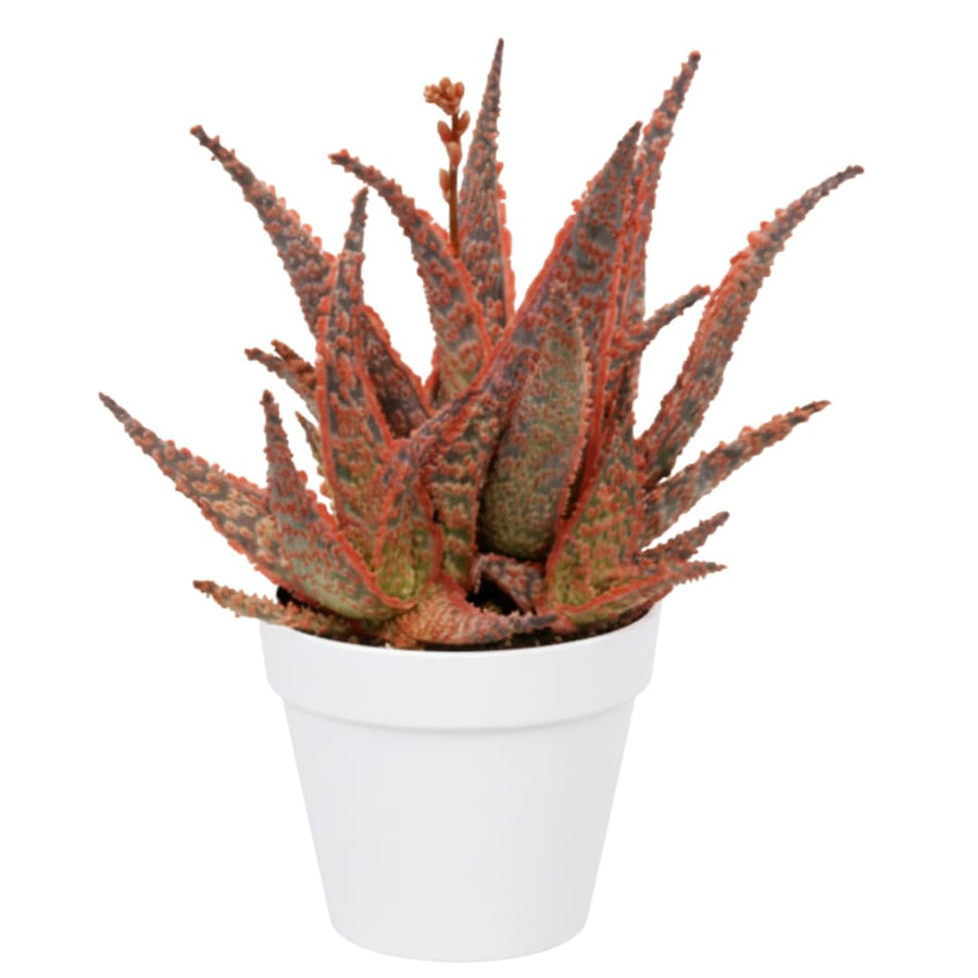Live Purple Aloe Succulent Plant, 4 Inch Pot for Indoor or Outdoor Home Decor