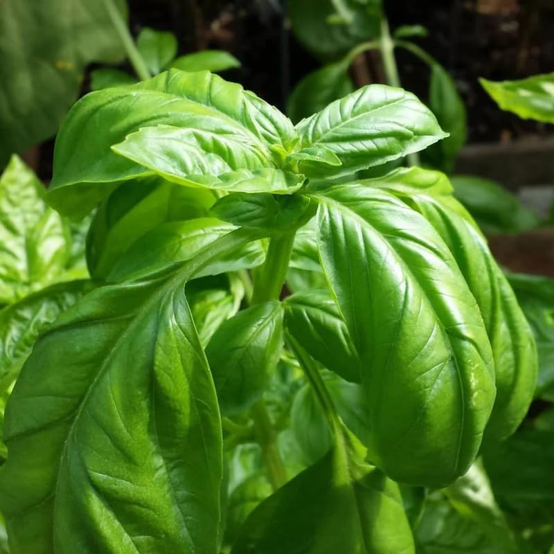 Sweet Basil Herb Plant Live, 8-10 Inch Tall, in 4" Pot, Fresh Culinary Herb for Indoor or Outdoor Growing