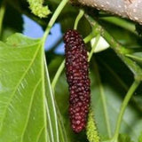 Pakistan Mulberry Plant Live 10-12 Inch Tall, Long Mulberry Fruit Tree Live Plant, Sweet Mulberries Tree