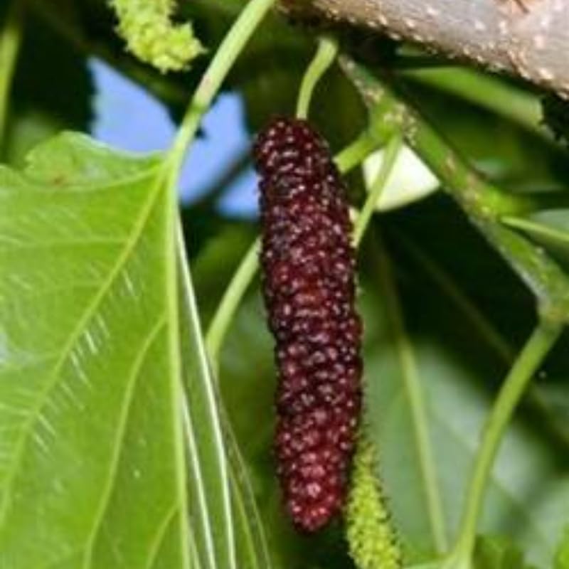 Pakistan Mulberry Plant Live 10-12 Inch Tall, Long Mulberry Fruit Tree Live Plant, Sweet Mulberries Tree
