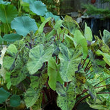 Variegated Green Black Colocasia Plants, 3-6" Elephant Ear Esculenta Taro Alocasia Live Plant for Outdoor Planting, Alocasia Plants Bare Root, No Pot, Live Colocasia Houseplant