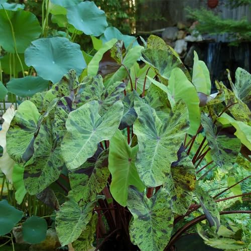Variegated Green Black Colocasia Plants, 3-6" Elephant Ear Esculenta Taro Alocasia Live Plant for Outdoor Planting, Alocasia Plants Bare Root, No Pot, Live Colocasia Houseplant