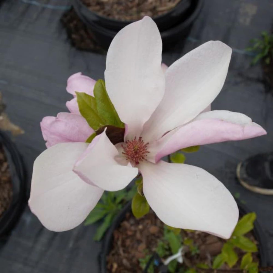 Jane Magnolia Tree Live Plant in 2.5 Inches Pot, Dormant in Winter, 6-12 Inches in Tall, Ornamental Spring Flowering Tree, Outdoor