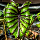 Bright Green Black Colocasia Plants, 3-6" Elephant Ear Esculenta Taro Alocasia Live Plant for Outdoor Planting, Alocasia Plants Bare Root, No Pot, Live Colocasia Houseplant