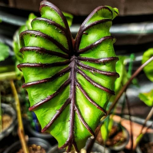 Bright Green Black Colocasia Plants, 3-6" Elephant Ear Esculenta Taro Alocasia Live Plant for Outdoor Planting, Alocasia Plants Bare Root, No Pot, Live Colocasia Houseplant