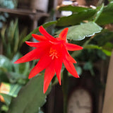 Easter Cactus Plant Live, Spring Cactus Live Plant, 4-8 Inch Height, Holiday Blooms for Outdoor Spaces, No Pot, Bareroot (Red)