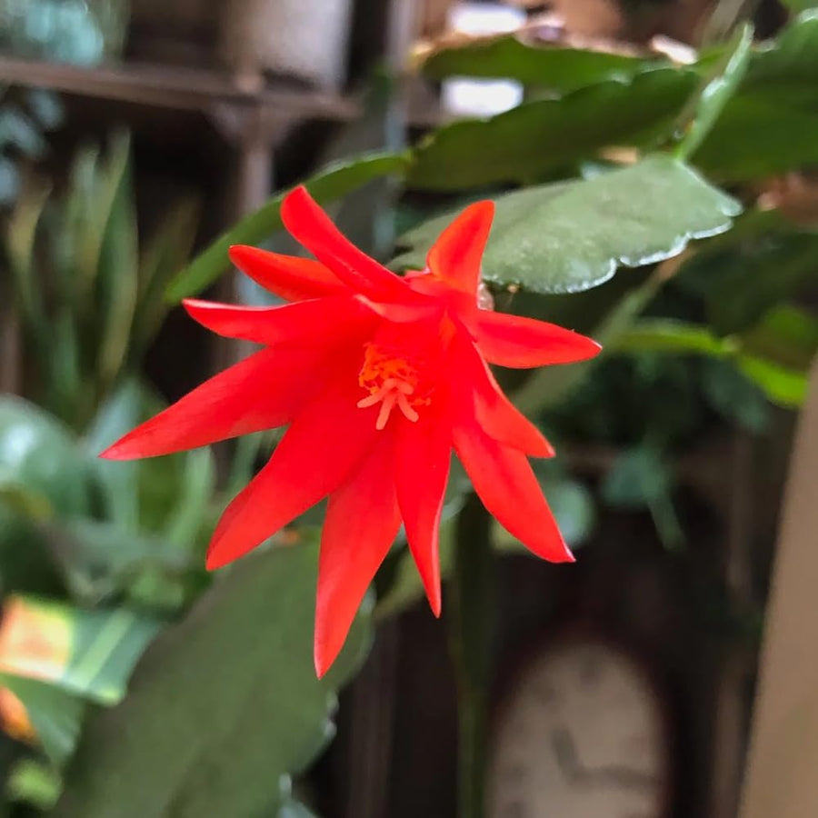 Easter Cactus Plant Live, Spring Cactus Live Plant, 4-8 Inch Height, Holiday Blooms for Outdoor Spaces, No Pot, Bareroot (Red)