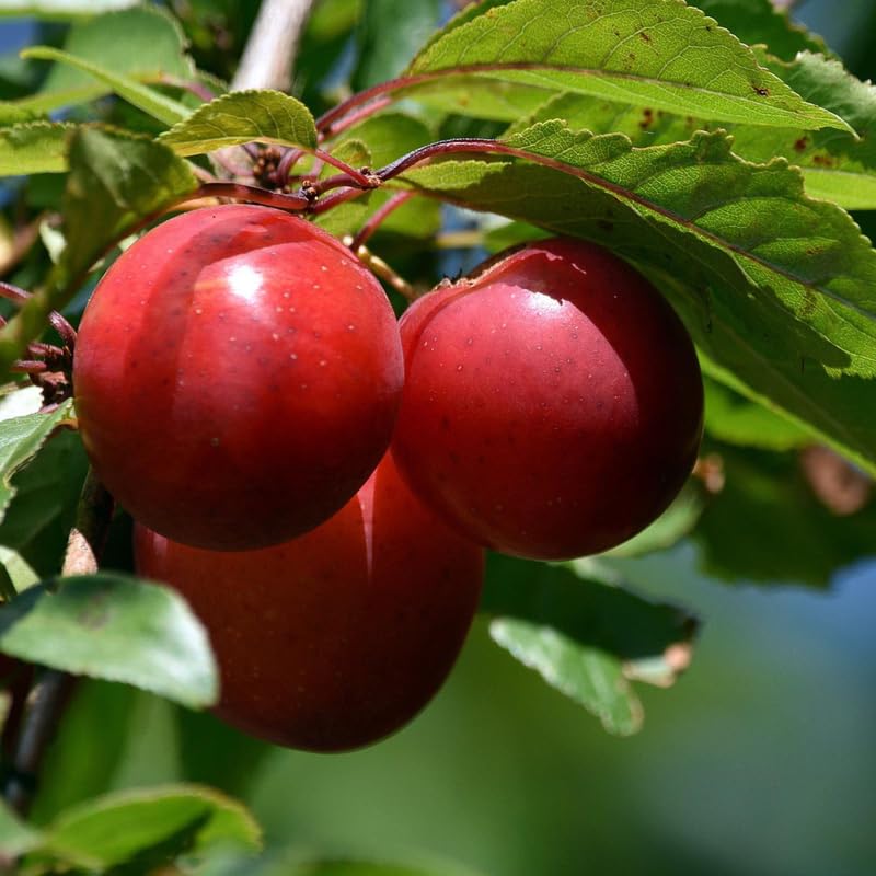 Pack 2 American Plum Trees Live Plants, 18-24 Inch Tall, Bareroots, Chickasaw Plum Plant Live for Planting, Red Plum Tree Plant