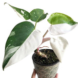 2 Rare Philodendron Live Plants Varieties Collection, Philodendrons Plants Size 5-9 Inc for Indoor Houseplant Décor, Ornamental Tropical Well-Rooted (White Green Philodendron Plants)