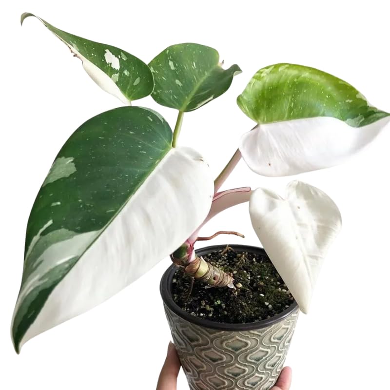 2 Rare Philodendron Live Plants Varieties Collection, Philodendrons Plants Size 5-9 Inc for Indoor Houseplant Décor, Ornamental Tropical Well-Rooted (White Green Philodendron Plants)