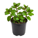 Orange Mint Plant in 3.5'' Pot, Fragrant, Hardy, Perennial Herbs for Planting Indoor Outdoor