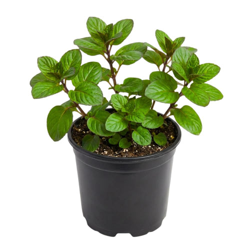 Orange Mint Plant in 3.5'' Pot, Fragrant, Hardy, Perennial Herbs for Planting Indoor Outdoor