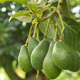 Avocado HASS Tree Live Plant Seedling, 5–10 Inch Tall, Tropical Avocado Fruit Plant for Srping Planting Patio, Garden, and Container Growing