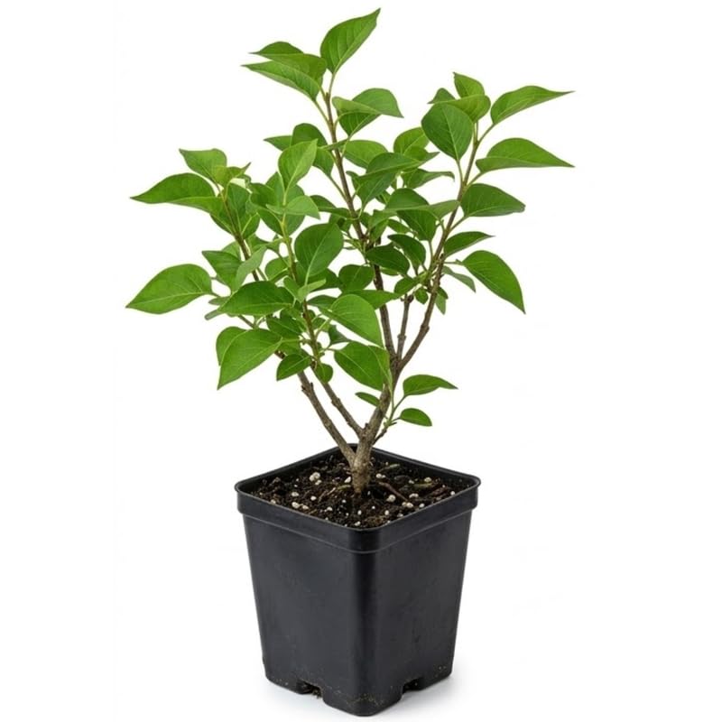 Miss Kim Lilac Shrub Live Plant, 6-12 Inch Tall, Quart Pot - Fragrant Spring Flowering Shrub, Syringa Plant for Outdoor Garden