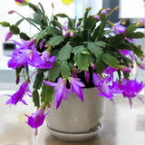 2 Christmas Cactus Plants Live, Holiday Blooming Indoor Plants Live Houseplants, Hanging Baskets Easy Care, Well-Rooted 5-8" Tall, No Pot, Bareroots, Single Stems (Purple Christmas Cactus)