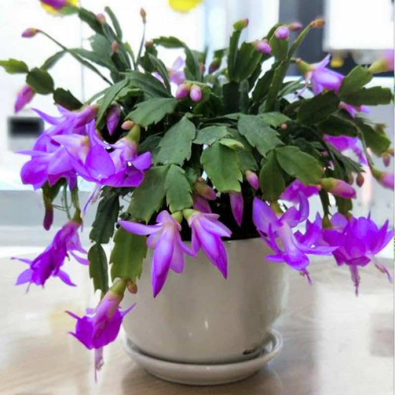 2 Christmas Cactus Plants Live, Holiday Blooming Indoor Plants Live Houseplants, Hanging Baskets Easy Care, Well-Rooted 5-8" Tall, No Pot, Bareroots, Single Stems (Purple Christmas Cactus)