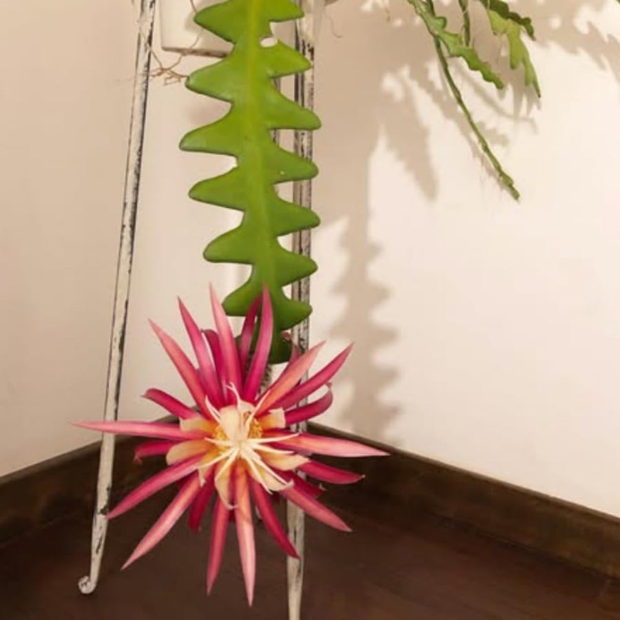 Fishbone Cactus Plant, Epiphyllum Orchid Cactus, Pink Epiphyllum Orchid Cactus Plants Live from 4 Inc Tall