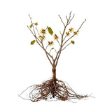 Live Witchhazel Tree Plant 12-16 Inch Tall for Yard and Outdoor Planting, Yellow Witch Hazel Plant, Bareroot Plant